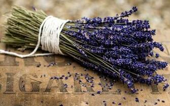 Lavender Flowers Bunch HD Wallpaper New