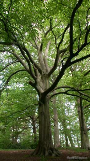iPhone Wallpaper Of Old Tree HD