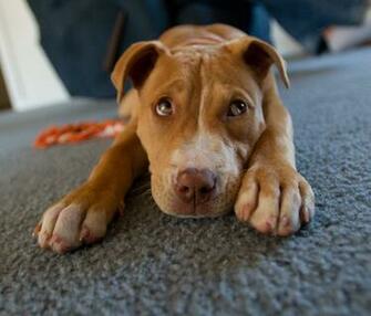 Nose Pitbull Wallpaper Pics Of A Red