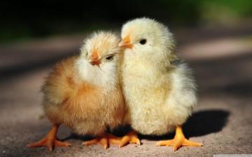 Cute Chicken Wallpaper Teahub Io