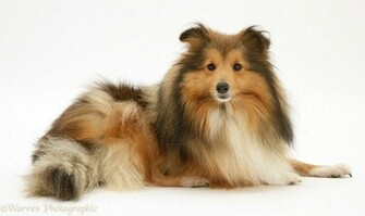 Shetland Sheepdog Wallpaper