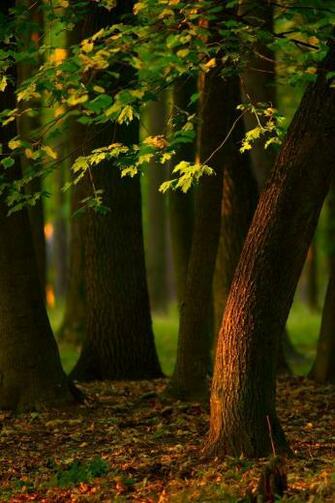Twilight Paths Your Ghost Bushes My Heart Satheesh Background