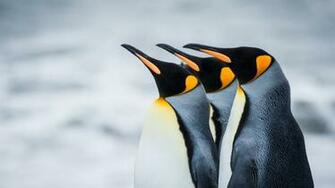 Penguin Wallpaper Best