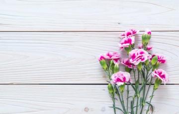 Wallpaper Flowers Pink Wood Carnation Image For
