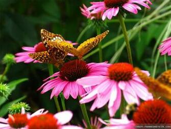 Pink Flowers And Butterflies Wallpaper Pixel Popular HD