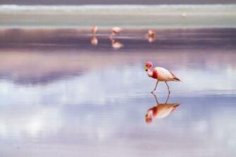 Salar De Uyuni Bolivia Pictures Image