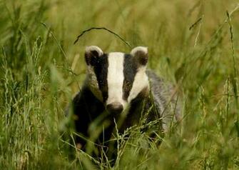 Animal Badger Wallpaper