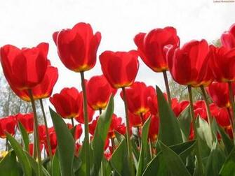Renatures Color Rose Tulip Garden Daisy Blue Flowers Red