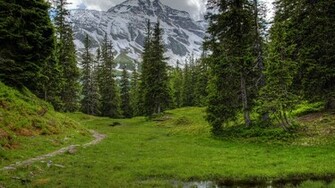 Pine Trees Widescreen Wallpaper