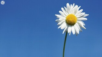 Daisy Computer Wallpaper Desktop Background Id