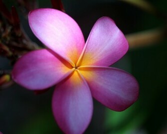 Plumeria Background Set