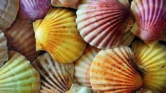 Seashells Wallpaper Collection Most Beautiful Places In