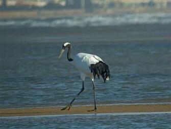 Japanese Cranes Birds Image Search Results