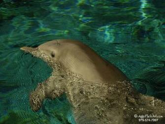 Dolphin S Garden By Mary Screensaver Wallpaper Outlook Colorful And