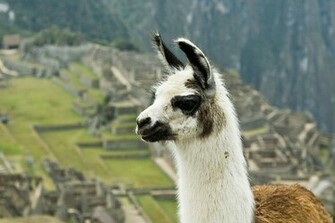 Llama Pictures Wallpaper Of