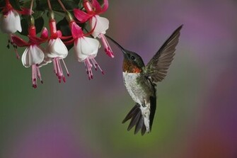 Hummingbird Wallpaper
