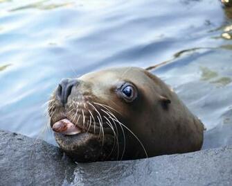 Beautiful Collection Sea Lion Wallpaper High Resolution