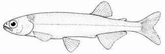 New Zealand Smelt Photos And Wallpaper