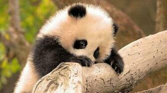 Panda The Smithsonian Has Recordings So You Can Listen To