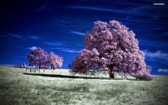 Purple Tree Wallpaper