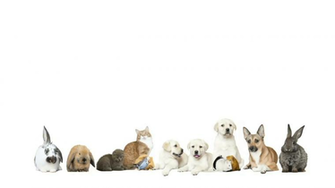 Cute Pets On A White Background Stock Video Footage Storyblocks