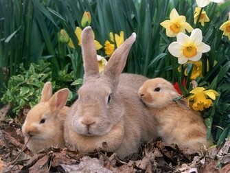 Easter Bunnies Family Collection Wallpaper Me