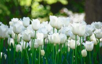 White Tulip Wallpaper Tulips Fields HD