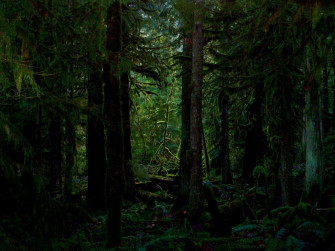 Dark Green Forest Wallpaper