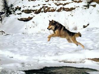 Wolf Wallpaper Image And Animals Pictures