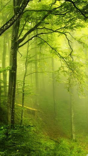 Green Forest iPhone 5s Wallpaper