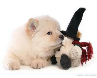 Chow Puppy Wallpaper Puppies