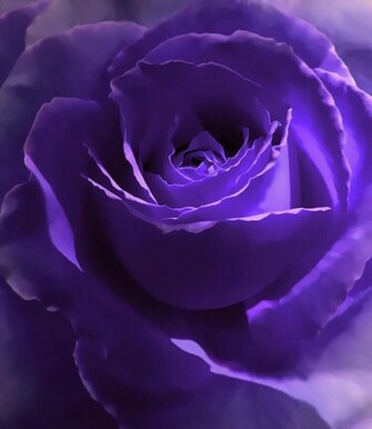 Purple Rose Deep Dark Roses Tinted