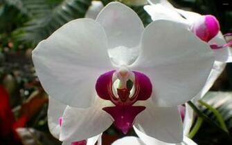 White Orchid Wallpaper Flower