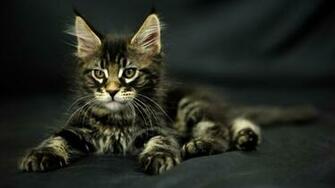 Cats Kittens Wallpaper Animals HD Desktop