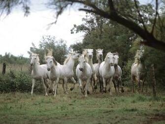 Horse Cool Wallpaper High Quality