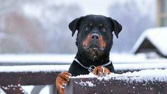 Rottweiler Wallpaper HD Wubffq6 4usky