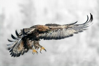 HD Wallpaper Golden Eagles