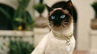 Pics Photos Siamese Cat Pictures Gallery
