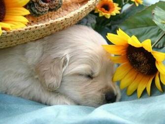 Sleeping Dog Wallpaper Cute On Pc Beautiful Desktop