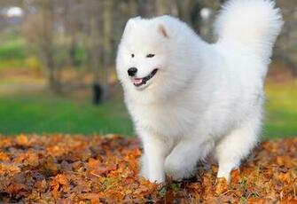 Samoyed Full Desktop Background