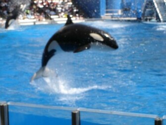 Shamu Wallpaper