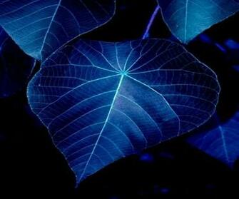 Found On Wallpaperpassion Via The Artistry Of Nature P
