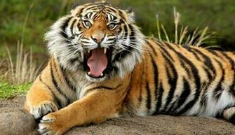 Wallpaper Dangerous Tiger Definition Background