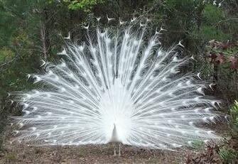 Albino Peacock Wallpaper