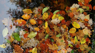 Autumn Fall Foliage Wallpaper HD