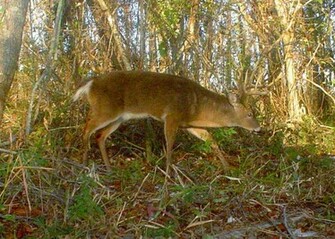 Pin Big Buck Wallpaper