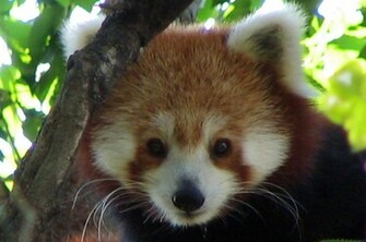 Red Panda Background