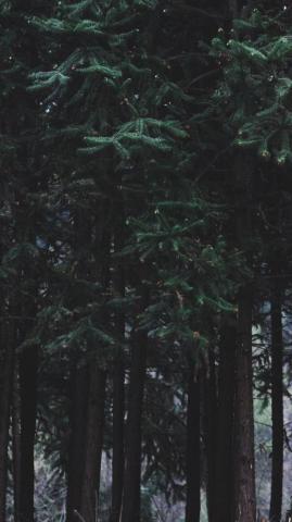 Adventurous Forest Mountain iPhone Wallpaper Preppy