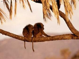 Animals Companionship Kenya Africa Picture Nr