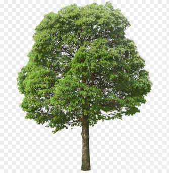 In By A Kramer On Cutout Tree Png Image With Transparent